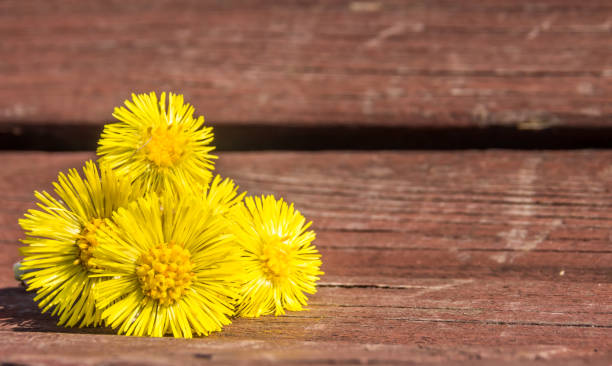 istock Coltsfoot flowers  are on the bench in spring 985051892