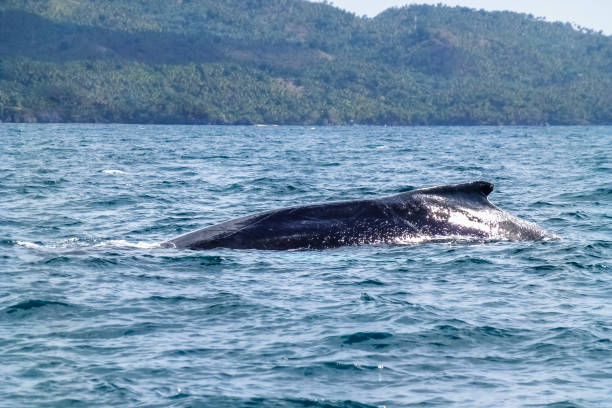 istock Dorsal fin and back of a huge Humpback whale 985051930