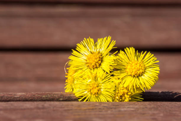 istock Coltsfoot flowers  are on the bench in spring 985052334