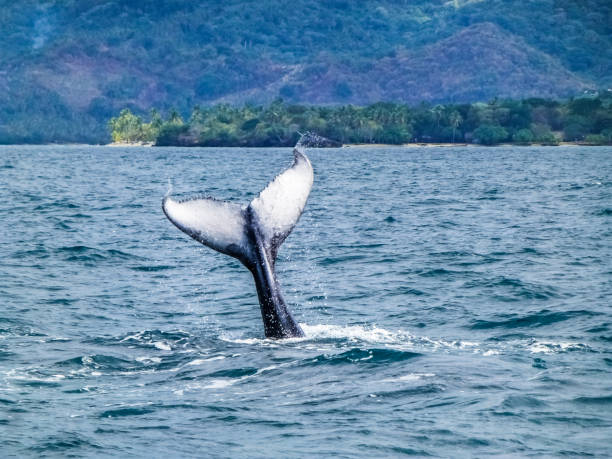 istock Caudal / tail fin on the Humpback whale dives into the ocean 985052402