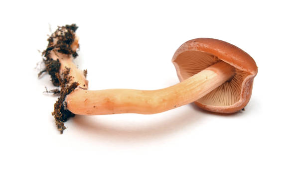 istock redlead roundhead mushroom 985053018
