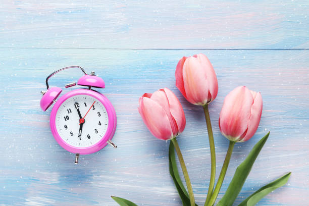 istock Pink tulips with alarm clock on blue wooden table 985061692