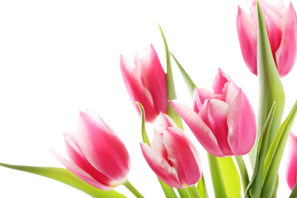 istock Bouquet of pink tulips on a white background 985062286