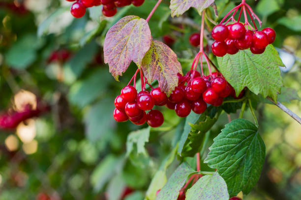 istock Red viburnum berries hanging on tree 985067184