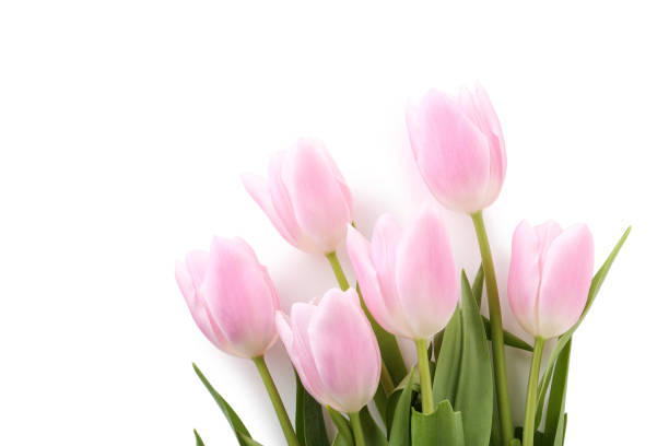 istock Bouquet of pink tulips isolated on a white 985067974