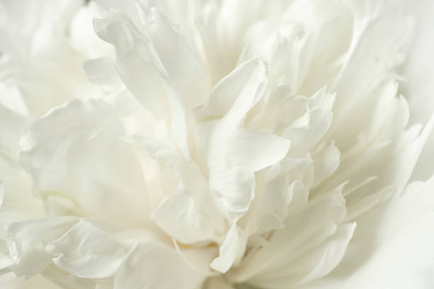 istock Blurred delicate rose petals and peonies, floral white background 985072748
