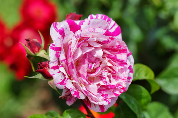 istock Neil Diamond Hybrid Tea Rose 985072962