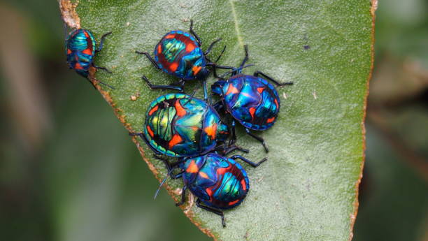 istock Hibiscus Harlequin Bug, Tectocoris diophthalmus 985077400