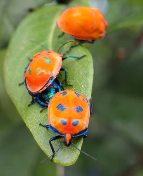 istock Hibiscus Harlequin Bug, Tectocoris diophthalmus 985077462