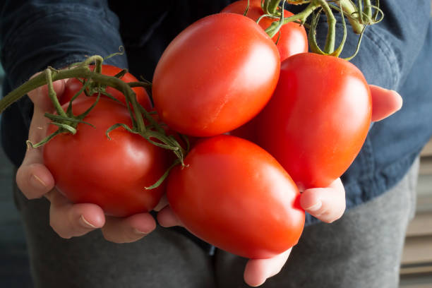 female hands with fresh plum tomatoes - plum tomato fotos imagens e fotografias de stock