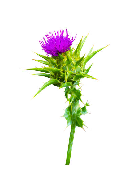 Purple flower of a Scottish Thistle.