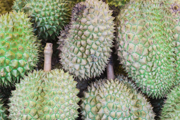 istock Fresh durain for background or wallpaper,Thai durain export fruit. 985080268