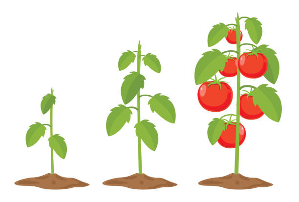 ilustraciones, imágenes clip art, dibujos animados e iconos de stock de ilustración de vector de tomates - tree growth cultivated sapling
