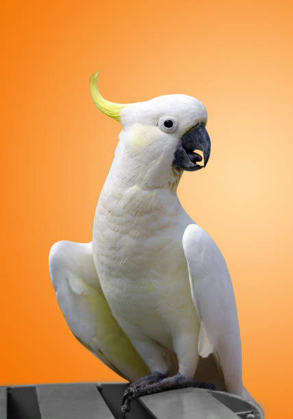 istock Close-Up Of Cockatoo Perching On Table 985082248
