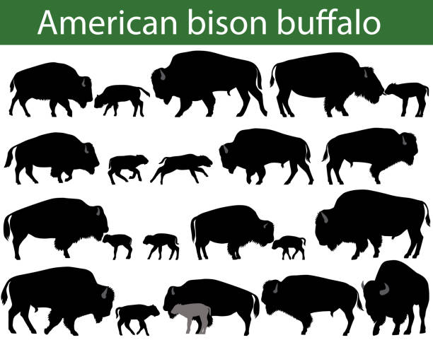 amerikanische bisons büffel silhouetten - amerikanischer bison stock-grafiken, -clipart, -cartoons und -symbole