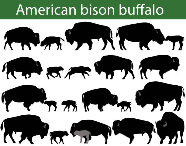 ilustrações de stock, clip art, desenhos animados e ícones de american bison buffalo silhouettes - bisonte