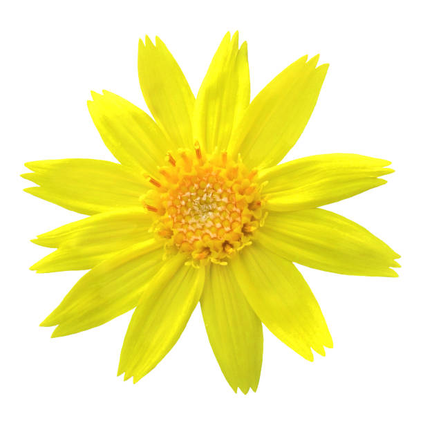 веселый ярко-желтый арника цветок белый фон вырезать - golden daisy стоковые фото и изображения