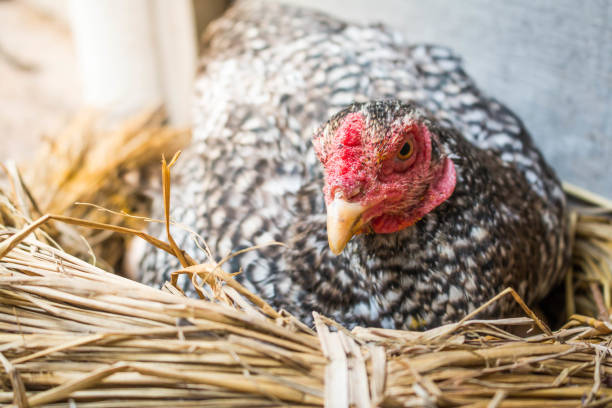 istock Close-Up Of Chicken In Nest 985083256