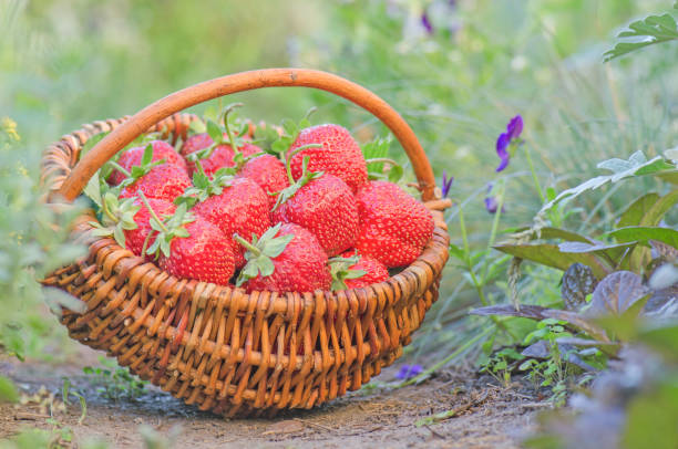 istock Fresh strawberry in basket on wooden table on blurred background. 985083740