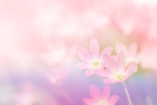 istock soft flower in pink pastel tone sweet background 985084324