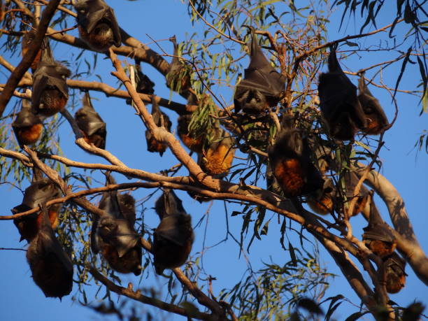 istock Grey-headed flying fox-Pteropus poliocephalus in Sydney Australia 985091384