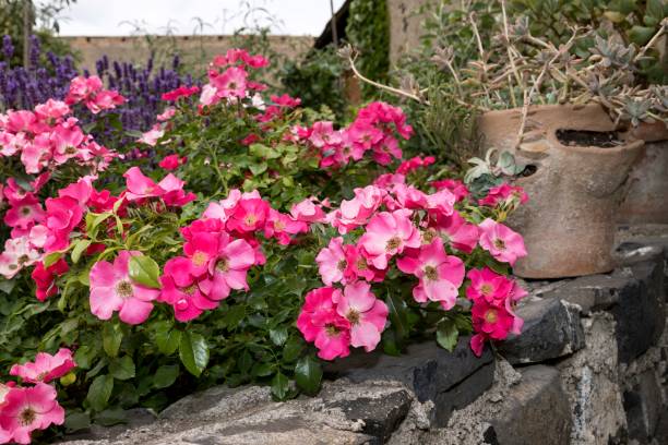 istock plants in a beautiful park in the summer 985091460