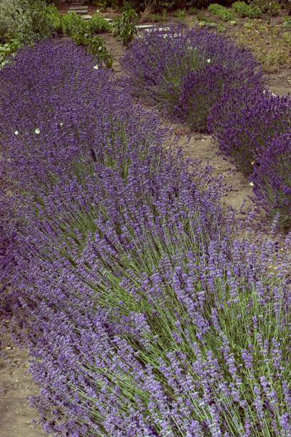 istock plants in a beautiful park in the summer 985092014