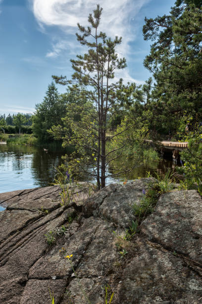 istock Pines grow from rocks, how is this possible? 985092480