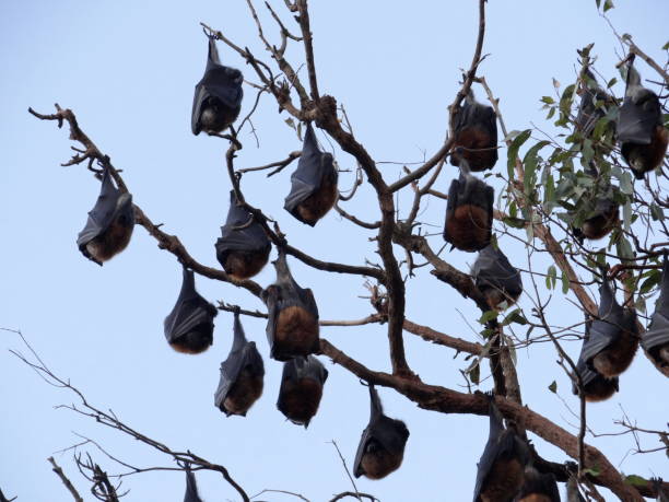 istock Grey-headed flying fox-Pteropus poliocephalus in Sydney Australia 985094586