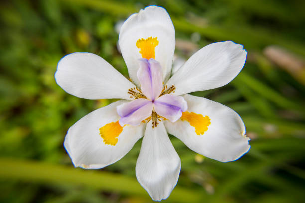 Macro Close Up of Flower