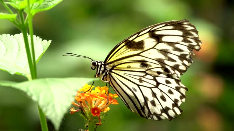 Idea leuconoe butterfly and Heliconius butterfly taking of