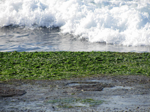 istock Green seaweed and algae on rocks with sea waves in background 985095648
