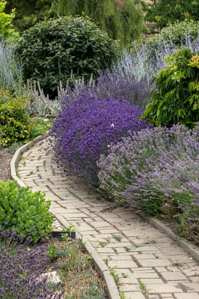istock plants in a beautiful park in the summer 985096468