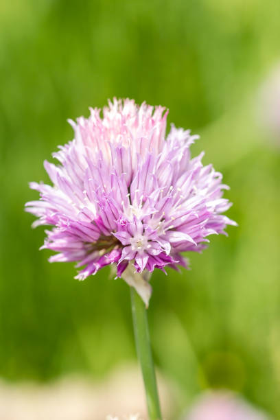 Flowing chive in garden. Flower of a chive (Allium schoenoprasum) in a garden in north Idaho. chives allium schoenoprasum purple flowers and leaves stock pictures, royalty-free photos & images