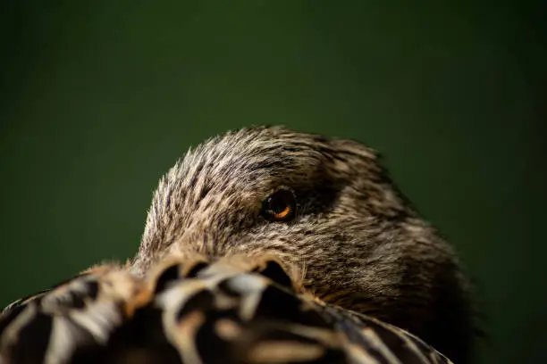 Mallard duck resting