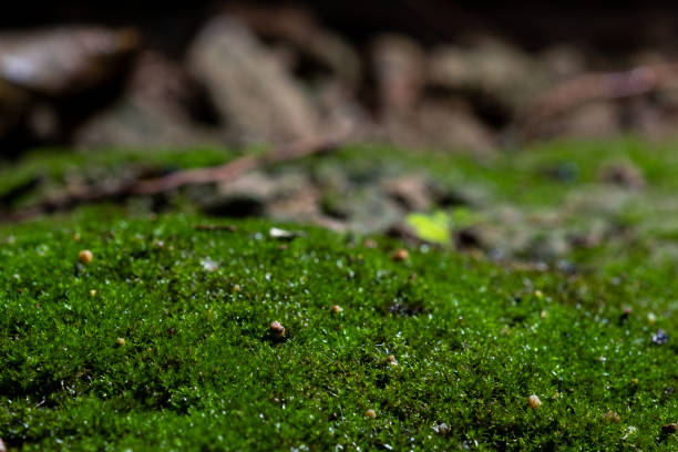 istock Miniature lawns and stones. 985105680
