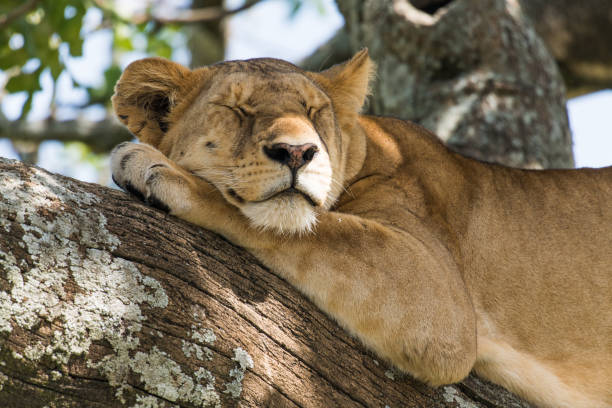 istock Cute lion with closed eyes lying on a claw 985113338