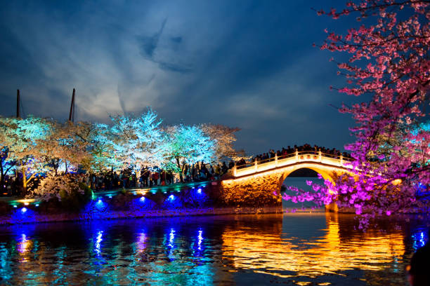 istock Bridge and Cherry Blossom in China. 985113366