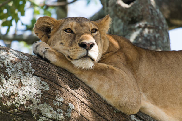 istock Cute lion with opened eyes lying on a claw 985114070