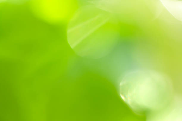 Abstract defocused folliage green background Abstract defocused folliage green background folliage stock pictures, royalty-free photos & images