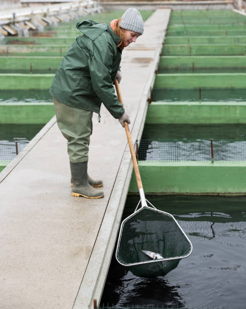 istock Female catching fish from reservoir on sturgeon farm 985117746