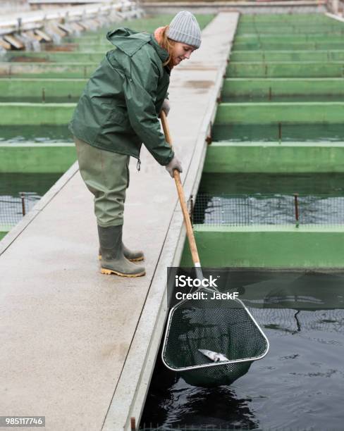 Female Catching Fish From Reservoir On Sturgeon Farm Stock Photo - Download Image Now