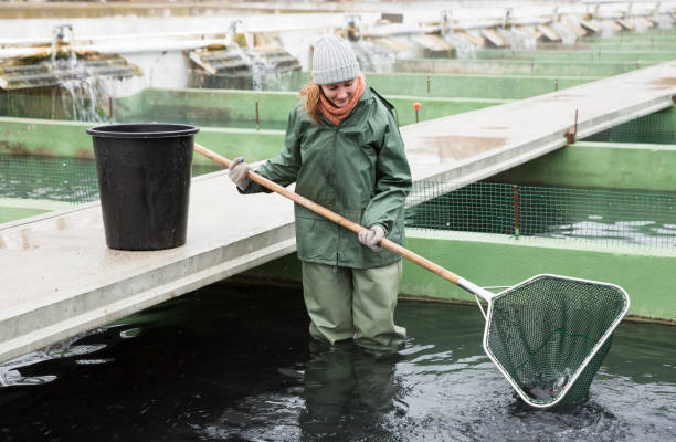 istock Woman standing in fish tank catching fish on farm 985117766