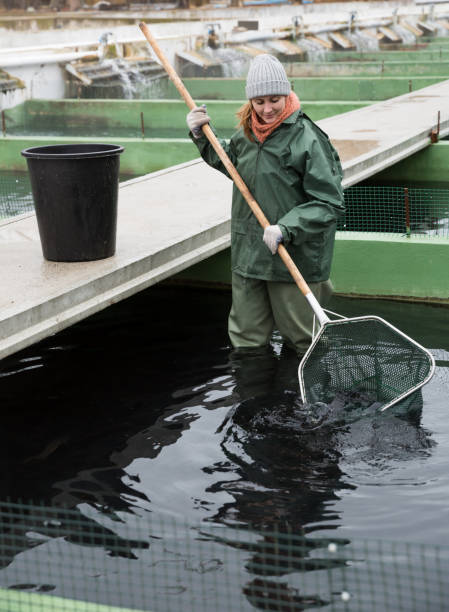 istock Woman standing in fish tank catching fish on farm 985117774