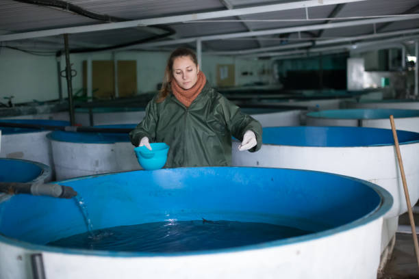 istock Female feeding fish on sturgeon farm 985117800