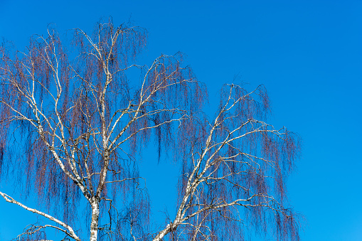 Trunks of birch trees without leaves against the blue sky on a Sunny day.