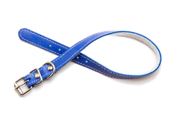 istock Cat and dog collar isolated on white 985119340