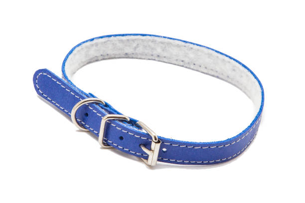 istock Cat and dog collar isolated on white 985119634