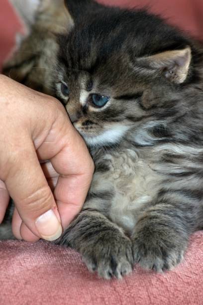 istock dingy cats in the house 985119668