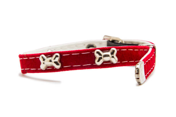 istock Cat and dog collar isolated on white 985119710